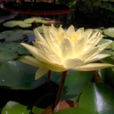 songbirdspells avatar