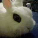 songofthefrog avatar