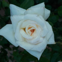 songsofthetheoi avatar