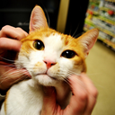 songtheocamxuc avatar