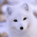 sophia-c-yesitsme avatar