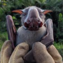 sorrel-system avatar