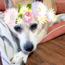 sototesadorbs avatar