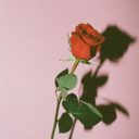 soulmateiscoffee avatar