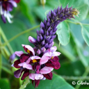 sounds-of-raine avatar