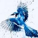 southernbluejay avatar