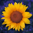 southerngirlrose avatar