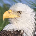 southwestfloridaeaglecam avatar