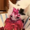 spaccced-out-duck avatar