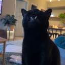 space-odddity avatar