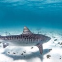 spacesharks28 avatar