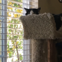 sparkletrombone avatar