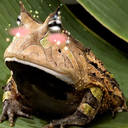 sparklinghornytoad avatar