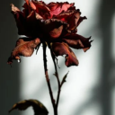 sparklingsirensprite avatar