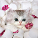 sparklymarshmallowkitten avatar