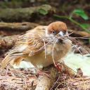 sparrowjpg avatar