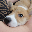 spartathecorgi avatar