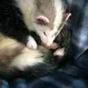 spazzingferrets avatar