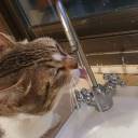 spectrallysequenced avatar