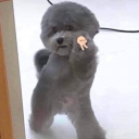 speedyfishgoopopera avatar