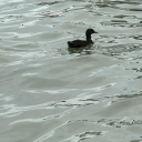 speedyvoidlove avatar