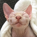 sphynx-lover avatar