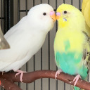 spicybudgie avatar