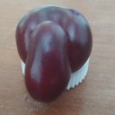 spider-cat-vasya avatar