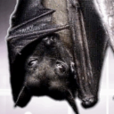 spikybatscave avatar