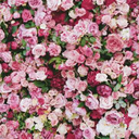 spiritedhopefulness avatar