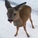spiritually-a-deer avatar