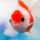 splendidfishy avatar