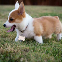 splooshy-dragon avatar