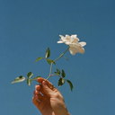 spoiledchilds avatar