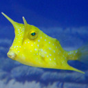 spooky-cowfish avatar
