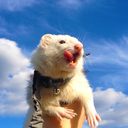 spookytheferret avatar