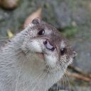 sporclechezchunklets avatar