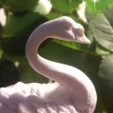 spring-swan avatar