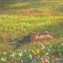 springsofhcney avatar