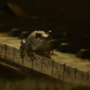 sprintingfish avatar