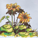 squawk-chatterbox avatar