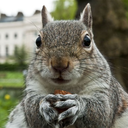 squirrelfandom avatar