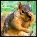 squirrelpoo avatar