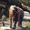 srilanka-travel-tourism avatar