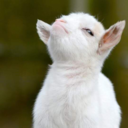 ssassygoat avatar