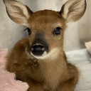 ssmoke-mirrors avatar