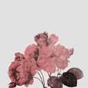 ssummertime-sadnessxx avatar