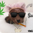 sswwaaggyyccaattss avatar