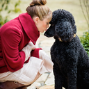 standard-poodle avatar