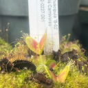 starbabescoffee avatar